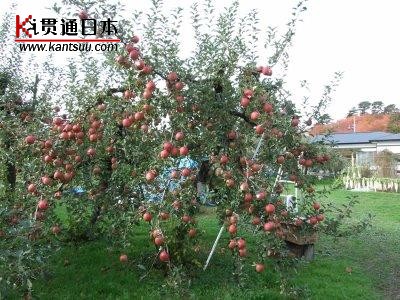 挂满苹果的苹果树