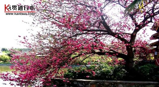 粉红的浪漫 日本樱花树下拉住爱人的手(组图)(2)