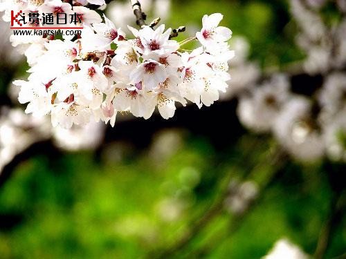 粉红的浪漫 日本樱花树下拉住爱人的手(组图)(3)