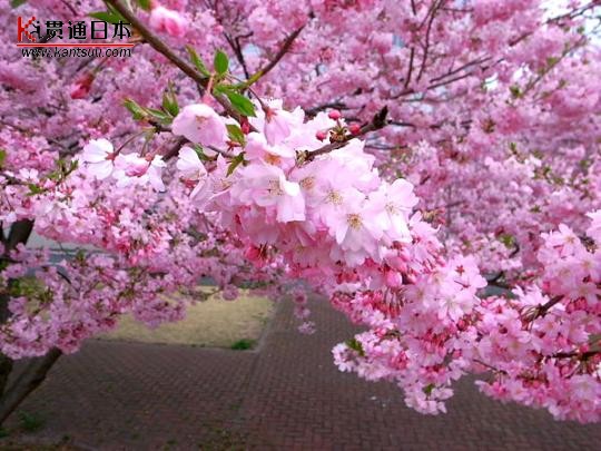 粉红的浪漫 日本樱花树下拉住爱人的手(组图)(2)