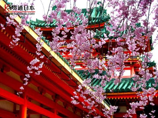 粉红的浪漫 日本樱花树下拉住爱人的手(组图)(3)