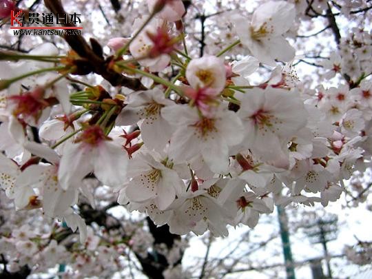 粉红的浪漫 日本樱花树下拉住爱人的手(组图)(4)
