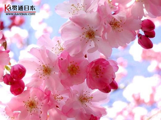 粉红的浪漫 日本樱花树下拉住爱人的手(组图)(5)