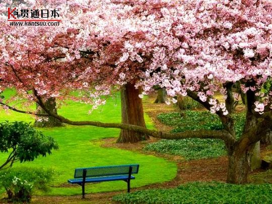 粉红的浪漫 日本樱花树下拉住爱人的手(组图)(5)