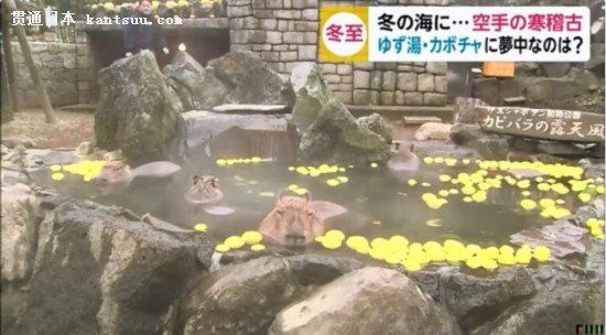 正在泡柚子温泉的水豚。图片来源：日本富士电视台视频截图